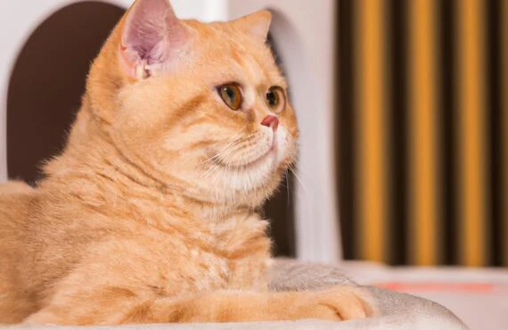 あなたの大切な猫を安心して預ける場所、ここにあります。